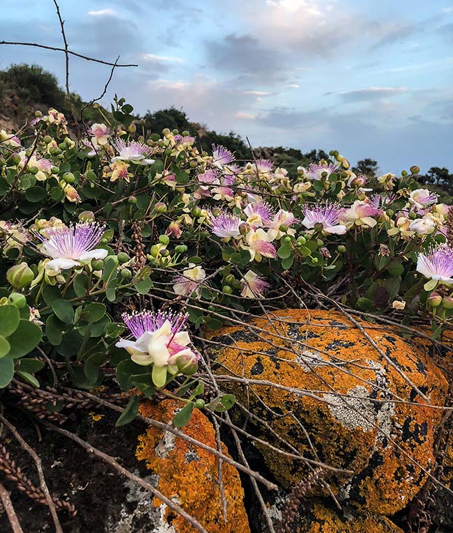 Pantelleria Eventi | the island | be inspired